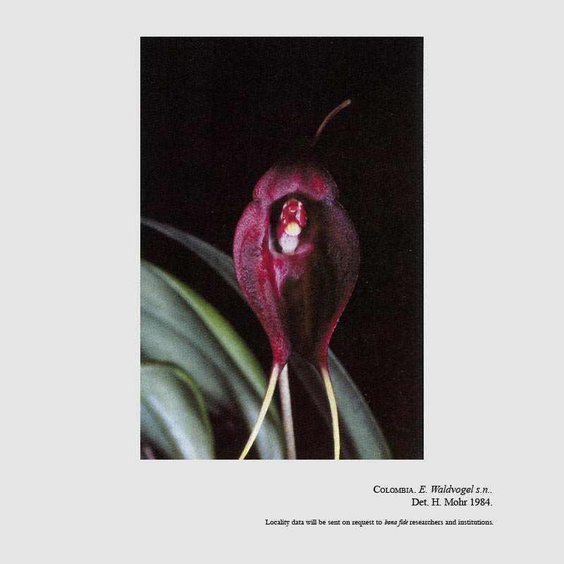 Masdevallia teaguei